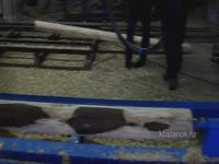 "КБМ-200" Станок для оцилиндровки тонкомера (автоподача).