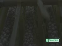 Принцип работы льдогенератора пальчикового льда