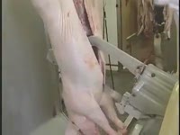 польские пилы komel