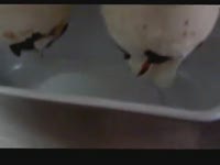 Головки экструзионные и декорирующие