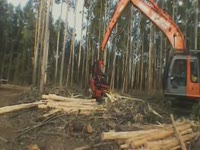 Комбайн SP 591 LX - Hitachi Zaxis 200 - Эвкалипт окорки