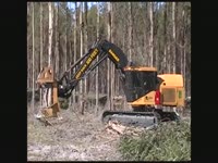 Tigercat дерево, длина - Эвкалипт финал рубок [Южного полушария 2011]