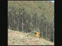 Tigercat разрез длиной на пень - Эвкалипт финал рубок [Южного полушария 2011]