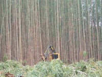 Феллер Buncher Tigercat L830C