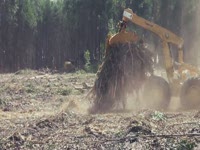 Tigercat экспедиторов - совершенные лесного хозяйства