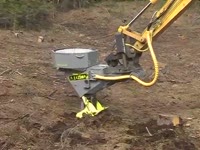 Завод P11 Bracke лес. посадка, bracke. растение P11 Bracke лес