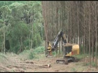 Длина Tigercat дерево - сосна финал рубок [Южного полушария 2011]