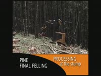 Tigercat обработка на пень - сосна финал рубок [Южного полушария 2011]