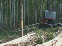 Комбайн TimberPro TL725 уборки голова SP 591 LX