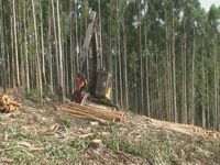 Заготовка голова SP 591LX на Volvo EC210B