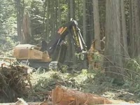 Феллер Tigercat машины-(Tigercat 2009 продукт видео)