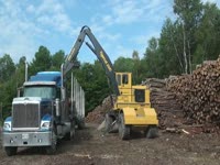 Вход погрузчик Tigercat 250 C с AC16 шарнирное несущей