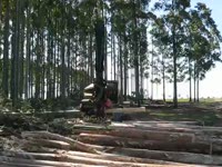 Комбайн Tigercat H855C с LogMax 10000XT