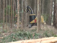 Отслеживать Феллер Buncher Tigercat 855 C с 2000 года гармошки сдвига