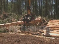 Southstar, сбора урожая глава