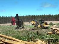 CAT продукции лесного хозяйства, работать в Австралии