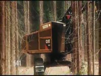Отслеживать Феллер Buncher CAT 541 - Эвкалипт плантации