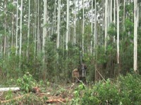 Феллер Buncher Tigercat L870C - Клабин