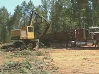 Tigercat Knuckleboom погрузчик 234