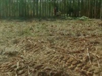 2011-Caterpillar Expoforest лесной продукции