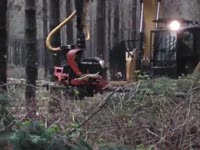 Харвестер CAT 314 D с PE-42 харвестерная головка (видео 1)