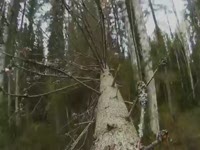 Харвестер Ponsse Beaver C22