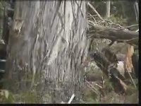 Валочная головка FH 995