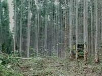 Валочно-пакетирующая машина John Deere