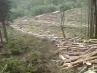 Daewoo 290 Keto 500HD