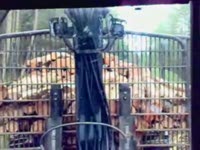 Загрузка Rottne SMV Rapid с чипом