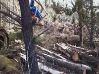 Timberpro 830 с головой Keto 500HD