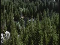 STIHL участник выставки Интерлес