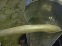 Насос центробежно-шнековый