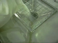 Шнек для сахара