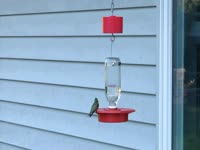 Hummingbird Feeder Sept 2012