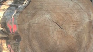 Wood-Mizer Industrial - WM1000 Massive Headrig