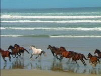 Кромкооблицовочный станок T-EB 130