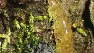 Янтарь - застывшая история