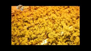 Сюжет передачи Галилео о возделывании картофеля.