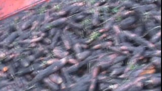 Трехрядный морковоуборочный комбайн SIMON R3FCMR