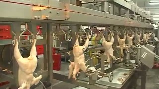 Автоматическая Линия разделки птицы