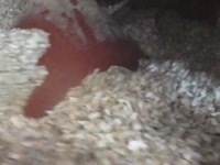 Брикетный пресс ВТ-60