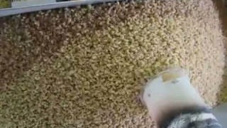 Фасовка макарон на машине от ООО "Эло Пак"