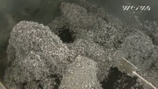 Брикетировочный пресс WEIMA C 150. Прессование алюминиевой стружки.