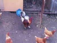 Фрезерный станок с ЧПУ и окружающая его флора и фауна, или где черпать вдохновение для работы )))