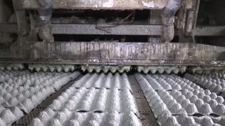 Продается линия по производству бугорчатой литой тары Silfurtun (Сильфуртун)