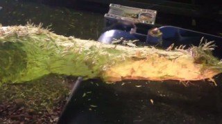 Окорочный станок для горбыля ОСГ-500 "СИТЕК"