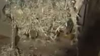 Шредер для биг бегов