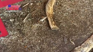 Окорочный станок для горбыля ОСГ-500 "СИТЕК". Окорка бука и осины.