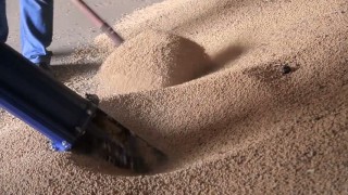 Очистка гороха от зерновых примесей сепаратором АСМ[1]